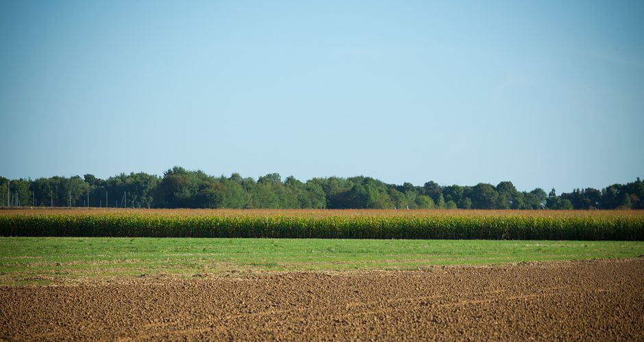 Un champs de maïs